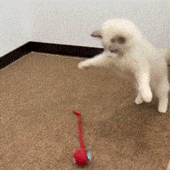 67d1a82c9b0d2.gif