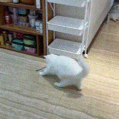 67d1a96a456ad.gif