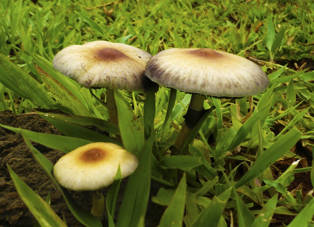 Micélio de Psilocybe cubensis sob microscópio - preço do Psilocybe cubensis