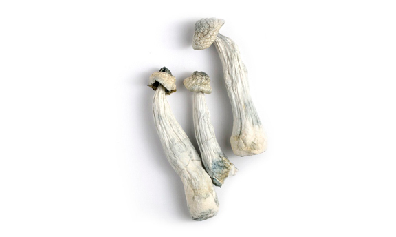 Cogumelos Psilocybe Cubensis Premium desidratados em embalagem lacrada