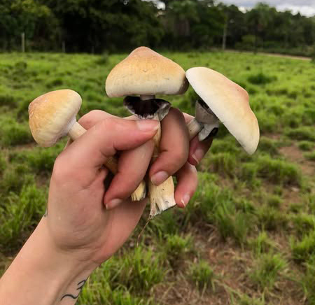 Cepa Golden Teacher de Psilocybe Cubensis Premium com coloração dourada