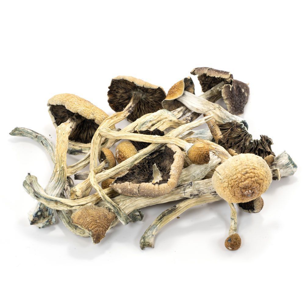Frasco lacrado com cogumelos mágicos Psilocybe Cubensis Premium para armazenamento seguro