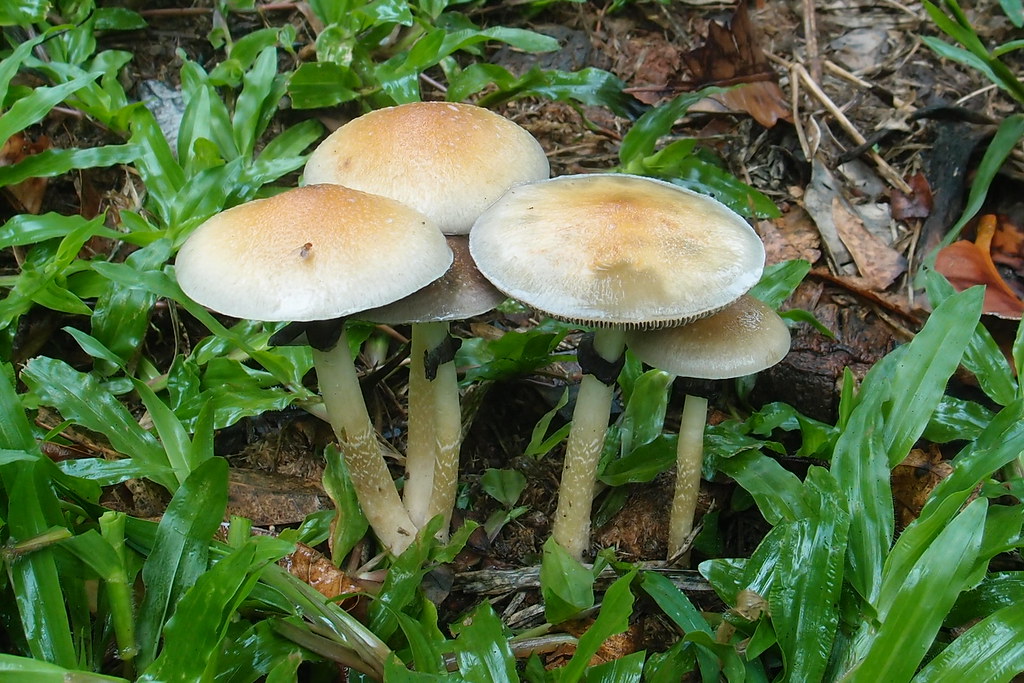 6840617c42405.jpg