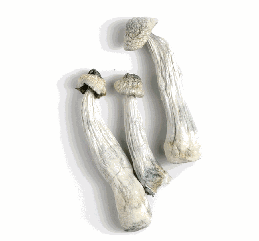 68abcb3b8a569.png