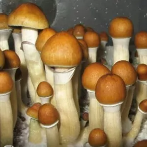 Detalhe de chapéu e estipe do cogumelo Psilocybe cubensis