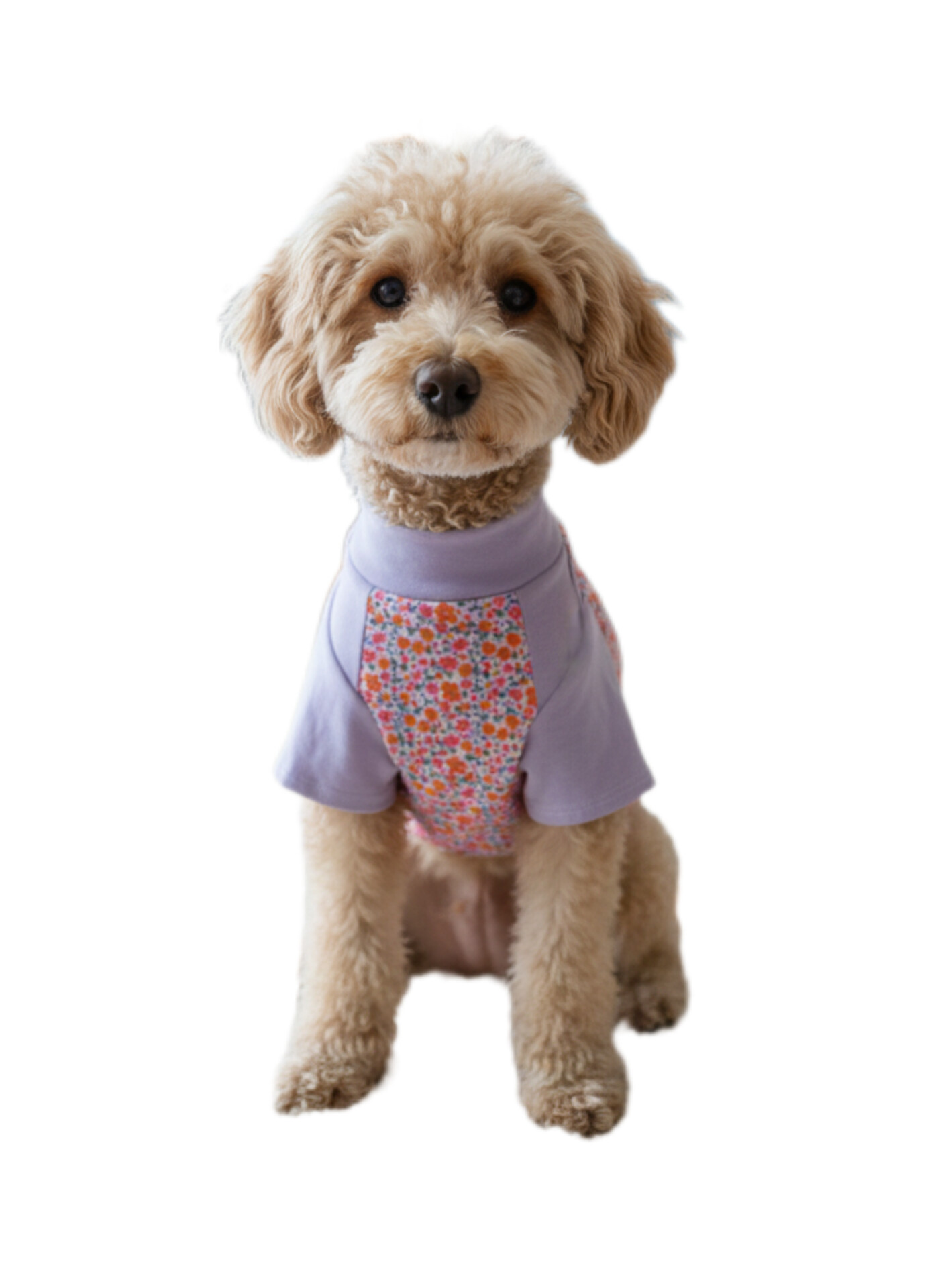 Camiseta Pet Raglan Roupa de Cachorro