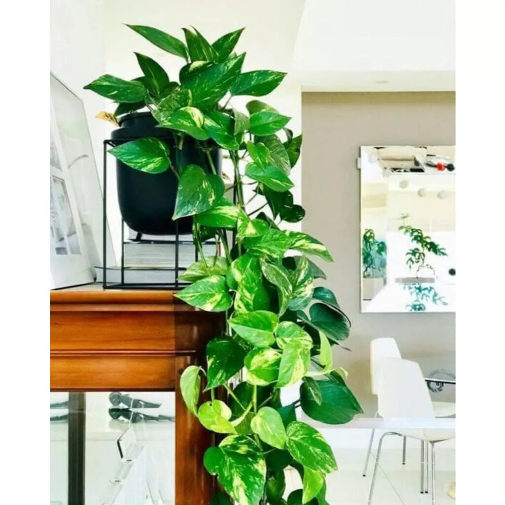 Arranjo 2M De Pendentes Artificiais + 1 Vaso Trançado de Planta Decoração Casa, Casamento, Quarto, Escritório