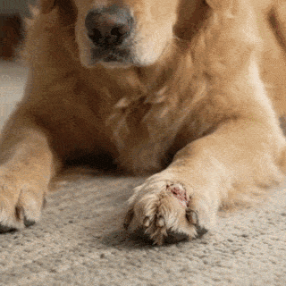 6abd6f127175c.gif