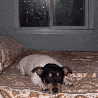 6ada7cf031f58.gif